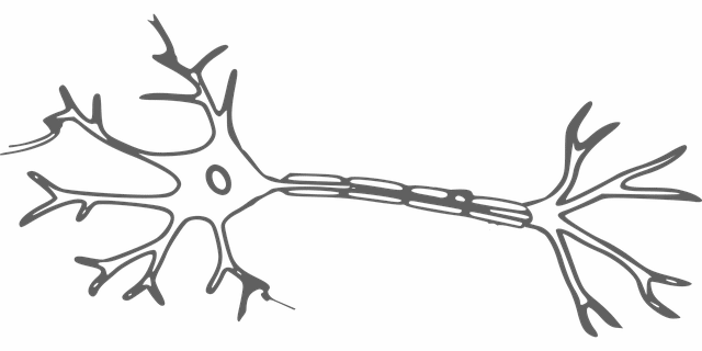 nerve cells 640