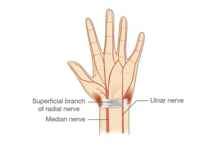 Ulnar Nerve