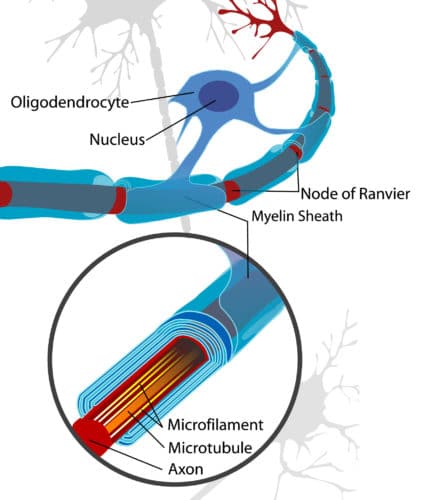 Neuron with oligodendrocyte and myelin sheath 1